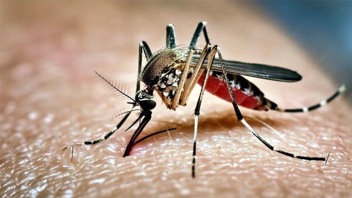 ডেঙ্গুতে আরো ২ জনের মৃত্যু, হাসপাতালে ভর্তি ৫৬৫