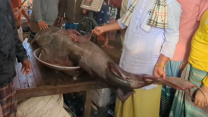 জেলের জালে ৭১ কেজির বিশাল বাঘাআইড়, ১ লাখ ৫ হাজার টাকায় বিক্রি