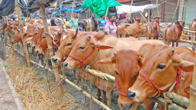 কোরবানির পশু কেনায় অনলাইনের চেয়ে হাটেই আগ্রহ বেশি ক্রেতাদের