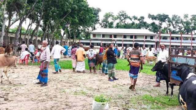 বিদ্যালয়ে চলছে পরীক্ষা, মাঠে গরুর হাট