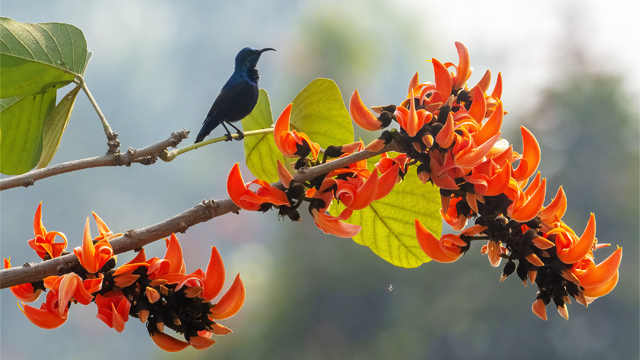 বসন্তের পলাশ রাঙা দিন