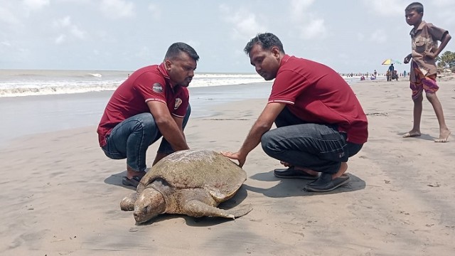 কুয়াকাটা সৈকতে এবার জীবিত অলিভ রিডলি সামুদ্রিক কচ্ছপ উদ্ধার