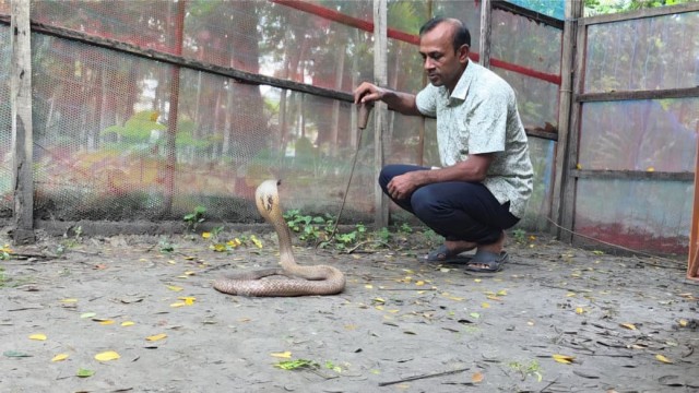 ২৬ বছর পর মিলেছে ভেনম উৎপাদনের অনুমতি, তবুও বিপাকে পটুয়াখালীর সাপের খামার